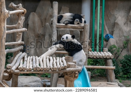 Two panda sleeping at the giant panda conservation centre in Zoo Negara Malaysia.