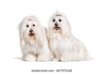 Two panting Coton de Tulear dogs, isolated on white