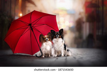 Two Papillon dogs under a red umbrella on the street in autumn.
