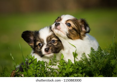 11,183 Papillon puppy Images, Stock Photos & Vectors | Shutterstock