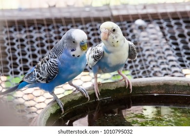 two parakeet talking to each other