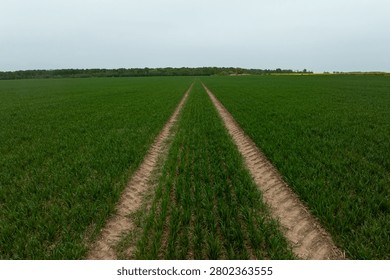 Two parallel dirt ruts run through uniform wheat or barley rows toward a far tree line. Overcast light softens shadows, emphasizing symmetry and a central vanishing point.