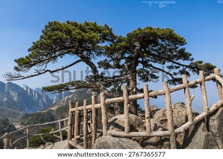 Two parallel pine trees growing on the mountaintop of Huangshan in Anhui Province.