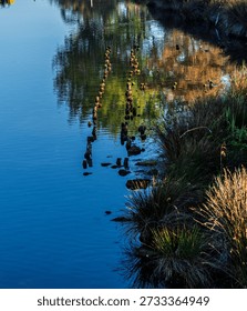 two parallel rows of posts emerge from the waters of a blue lake near its shores rich in vegetation