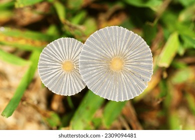 Two parasola auricoma mushroom top view
