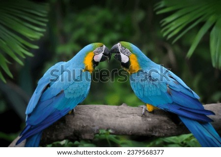 Two Parrot bird (Severe Macaw) sitting on the branch