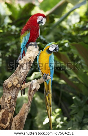 Two parrot in green rainforest. Outdoor.