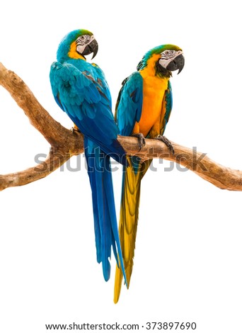 two parrots colorful isolated on white background with path