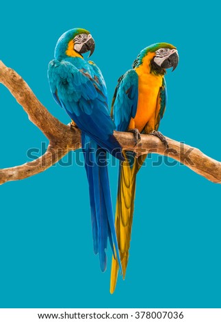 two parrots colorful isolated on blue background with path