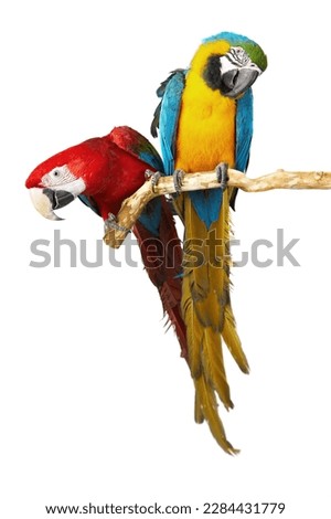 Two parrots isolated on white background