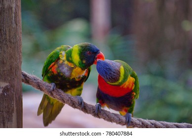 Two Parrots Kissing Stock Photo 780407884 | Shutterstock