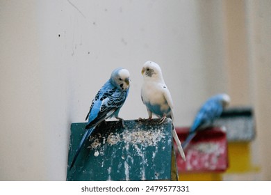 Two parrots look at me lovingly
