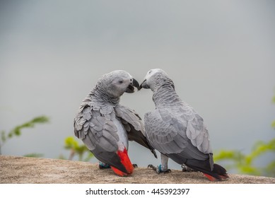 Two Parrots Or Love Birds In Love Kiss Each Other, Parrot Love, African Grey Parrot Sitting  And Talking Together With Love Emotion.