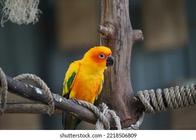 Two Parrots On A Branch 