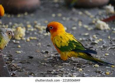 Two Parrots On A Branch 