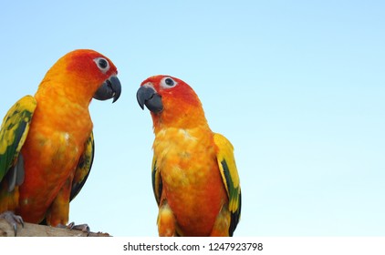 Two Parrots On Timber Parakeet On The Wood Cute Green Bird On Timber Wood Two Parrots On Timber Parakeet On The Wood Cute Green Bird On Timber Wood