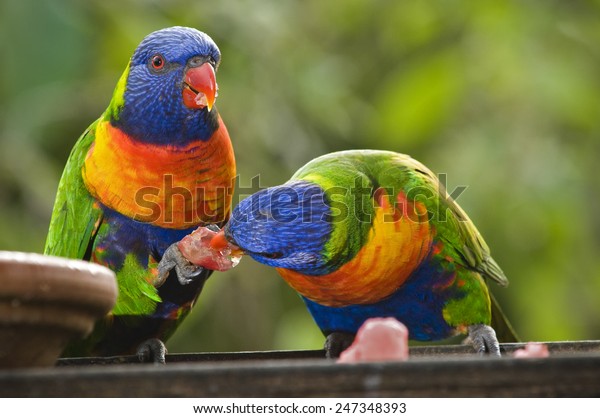 Two Parrots Share Piece Watermelon Bird Stock Photo Edit Now