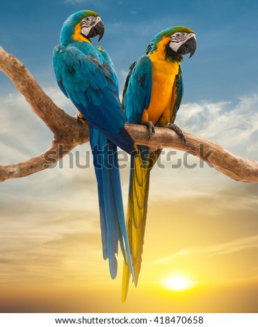 two parrots with sunset background