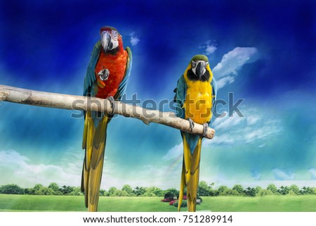 Two parrots telling secrets