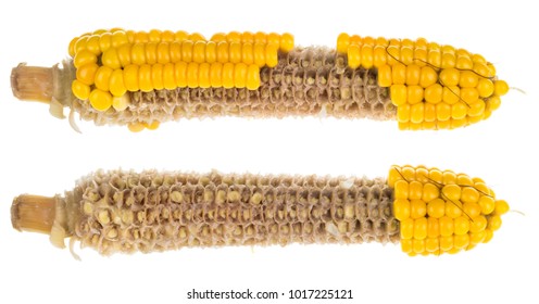 Two partially empty corncobs. Boiled yellow maize grains on gnawed cobs. Isolated on white background.
