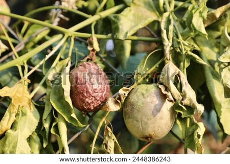 Two passion fruits on its vine