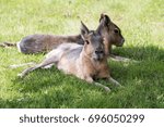 Two Patagonian mara sitting in the shade on a sunny day