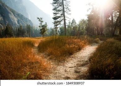 Two paths diverging in the middle of a meadow with a forest in the background 