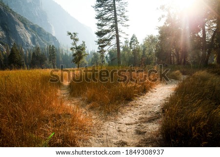Two paths diverging in the middle of a meadow with a forest in the background 