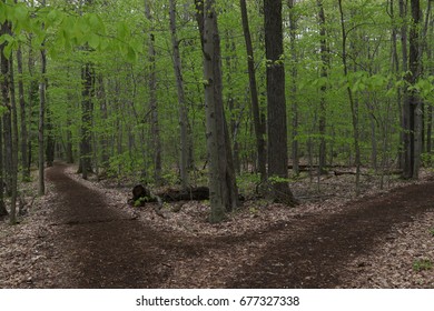 Two paths diverging at Sapsucker Woods, Ithaca, New York