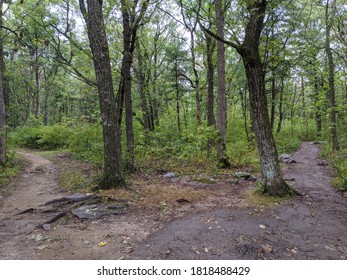 Two Paths In A Forest Going Different Directions