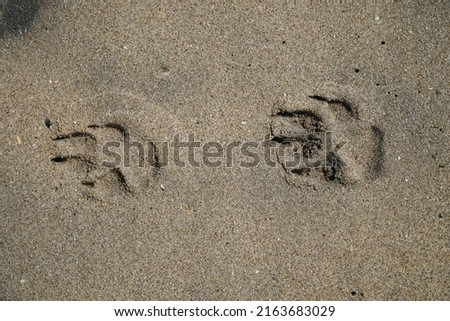 Two paw prints left by a dog walking on a beach.