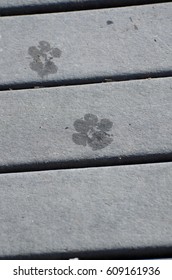 Two Paw Prints on the Boardwalk