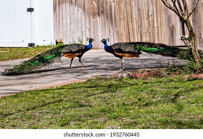 Two Peacocks Facing Off In A Challenge For A Female Hen.