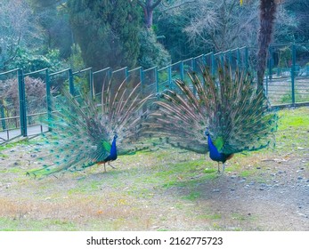 Two Peacocks, Fluffing Their Tails, Are Walking Behind The Park Fence. Ritual Bird Dance To Attract A Female. Peacock Rivals.