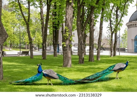 Two peacocks in the park on the lawn.
