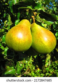 Two Pears Hanging On The Tree Brunch Close Up. Pear Orchard In England, Pear Fruit Tree. Green Pear Fruits On The Tree. Fruit Farming, Harvest Time, Local Fruits In UK. Pear Picking Season.