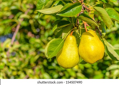 Two pears on tree branch  (Annapolis Valley, Nova Scotia, Canada) - Shutterstock ID 154507490