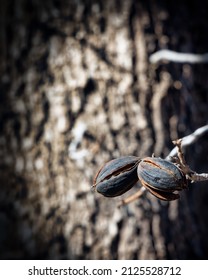 Two Pecan Hang From A Pecan Tree In Clint, Texas Just Southeast Of El Paso.