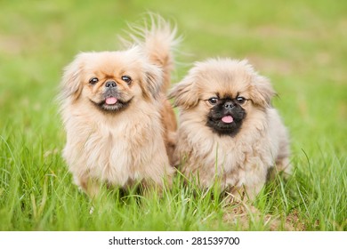 Two pekingese dogs 