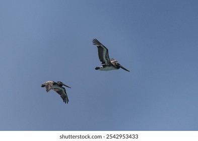 The two pelican birds flying against a blue sky - Powered by Shutterstock