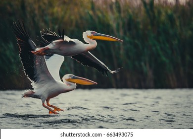 Two pelicans	