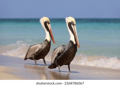 Two pelicans resting on the sand of the Atlantic ocean beach. Wild birds on blue waves background