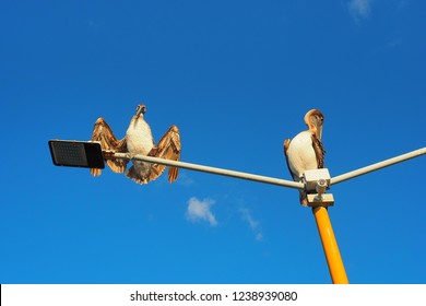 Two Pelicans Are Sitting On A Pole. Two Birds Against The Blue Sky. Sunny Day In Cozumel.
