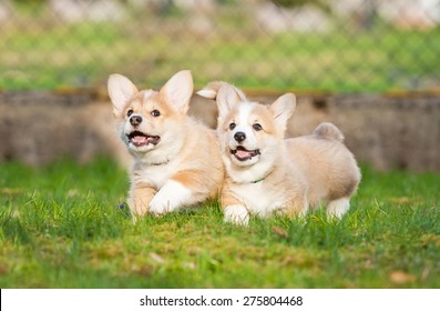 Two Pembroke Welsh Corgi Puppies Running In The Yard