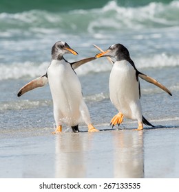 Two Penguin Hug Each Other And Walk