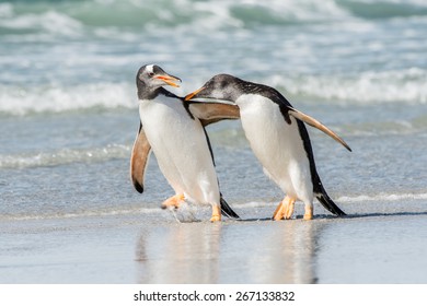 Two Penguin Hug Each Other And Walk