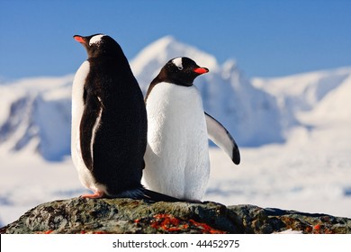 Two Penguins Dreaming