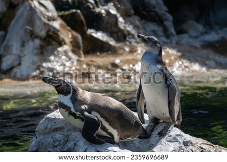 Two penguins drying off on a rock in the sun in an enclosure at Tiergarten Schönbrunn in Vienna, Austria