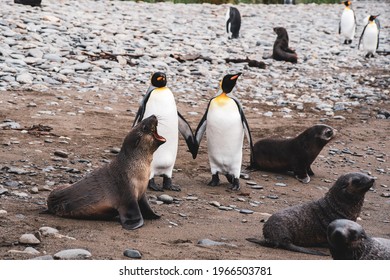 Two Penguins Holding Their Hands Near The Seals In Gold Harbour, South Georgia