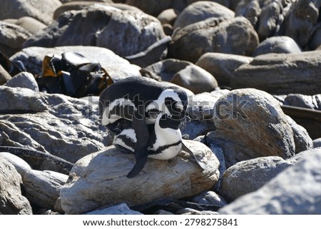 Two penguins showing affection on rocky coast
